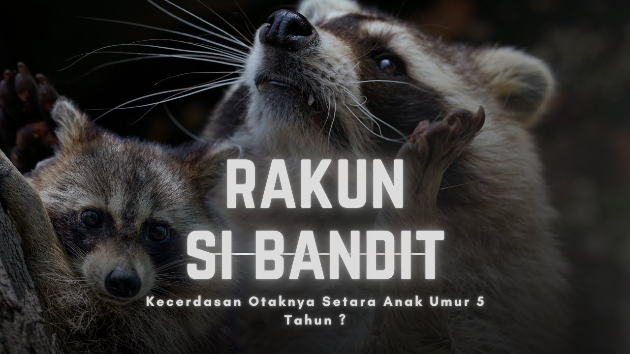 Rakun: Hewan Cerdas dengan Otak Setara Anak 5 Tahun - YouTube