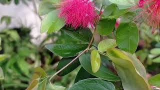 Calliandra haematocephala, #viralvideos #garden #flowers #exotic #plants #calliandra