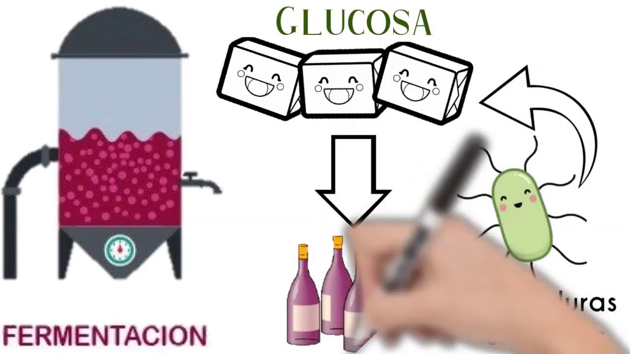 ¿Qué es la fermentación? ¿Cómo se elabora el Vino? YouTube