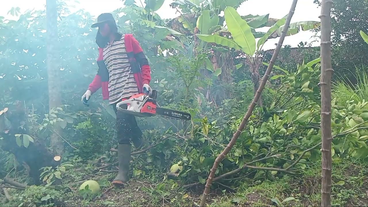 Pruning less productive orange trees 