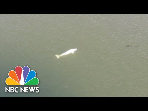 Beluga Whale Found In Seine River Baffles Experts