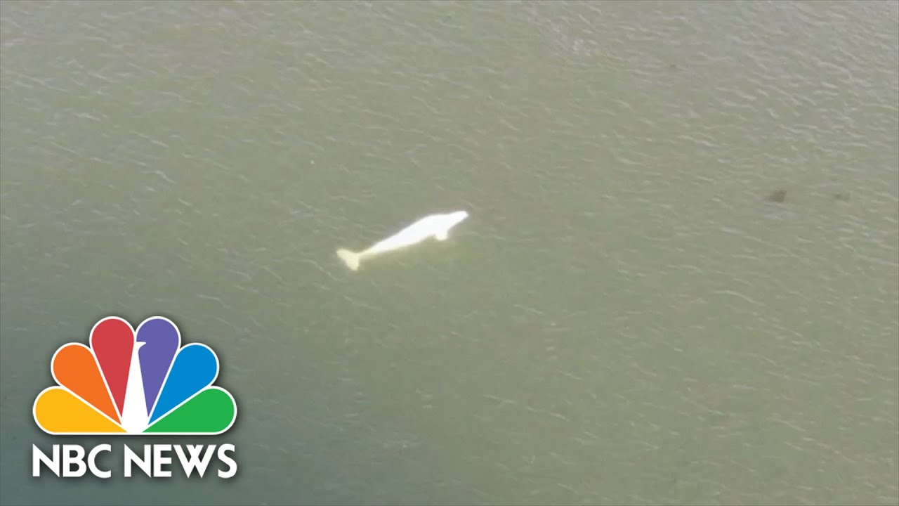 Beluga Whale Found In Seine River Baffles Experts