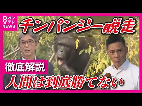 【チンパンジー「レモン」脱走】「自分の知らない世界を見たかったのか」専門家が徹底解説 天王寺動物園から脱走した「レモン」【関西テレビ・newsランナー】