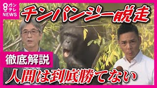 Escape of chimpanzee 