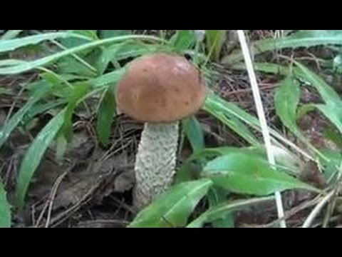 💖 Подберезовик / Где и когда собирать этот красивый гриб / Видео высокой четкости.