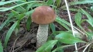 💖 Подберезовик / Где и когда собирать этот красивый гриб / Видео высокой четкости.