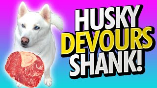 White siberian husky devours raw beef ...