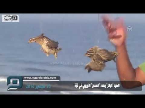 فيديو: كيف يطير السمان