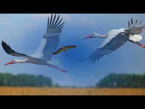Лелеки в дорозі, під крилами – море…Чи знаєте, рідні, яке у нас горе...