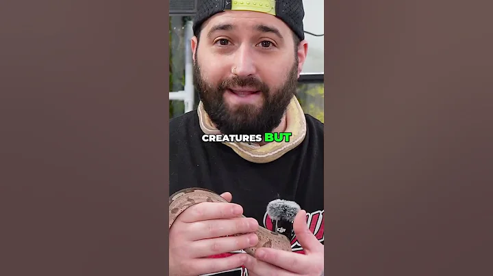 Ball Python vs Boa Constrictor: Which Snake is BEST?