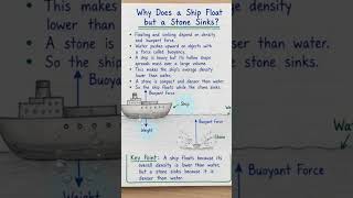 Why does a ship float but a stone sinks?