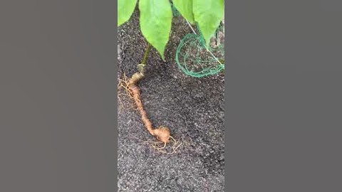 #sâm_ngọc_linh #sâm Lai Châu cụ #sâm rừng tự nhiên 70gam 38 tuổi dài thẳng 40cm thân ngắn chuẩn 5 lá