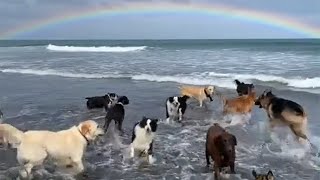 Pack Of Dogs Run Around Care Free On Beach Next To Beautiful Rainbow