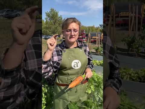 Все что нужно знать о выращивании моркови! #сад #огород #дача #семенаалтая