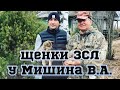 Купили щенков ЗСЛ у Мишина В.А. в Удмуртском питомнике.