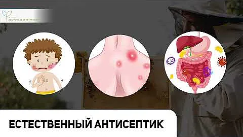 Кусочек прополиса каждый день – какая польза для организма