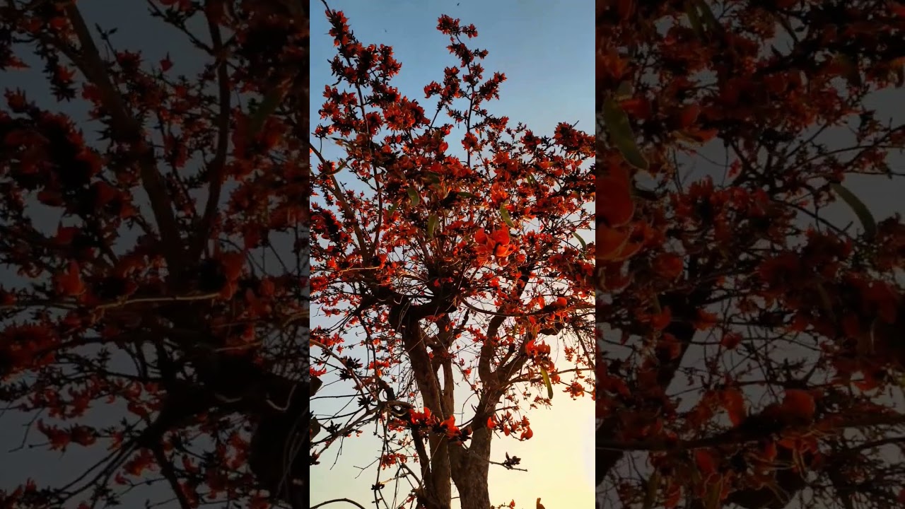 Witness the breathtaking beauty of palash flowers in full bloom! 