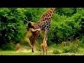 Girafe vs sept lions  zapping sauvage