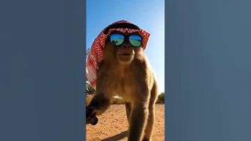 مرحب ا يا شباب كنت مصاب ا بنزلة برد لكن الأمر قد تحسن الآن Monkey 