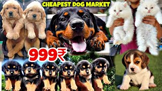 Cheapest Dogs Market In Delhi NCR | Husky, German Shepherd, Pitbull | Dog in 699Rs| Rajender Pets