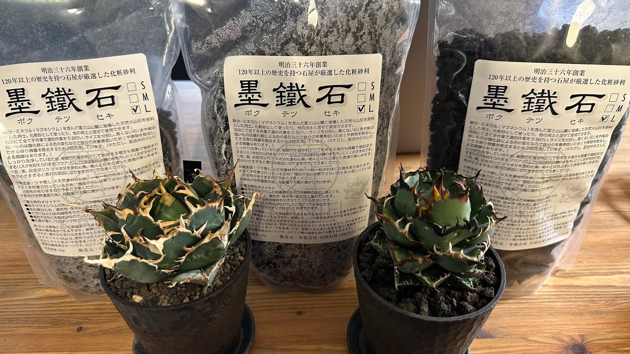 103 [Agave] Bokutetsuseki (cosmetic stone) for healthy agave