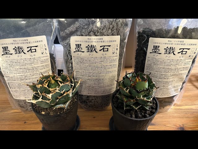 103 [Agave] Bokutetsuseki (cosmetic stone) for healthy agave