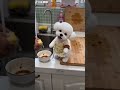 幫忙做家務的比熊妹#cute #bichon #pets #youtubeshorts  #funny #bichonhavanese #toys #cutedog #animals #pets