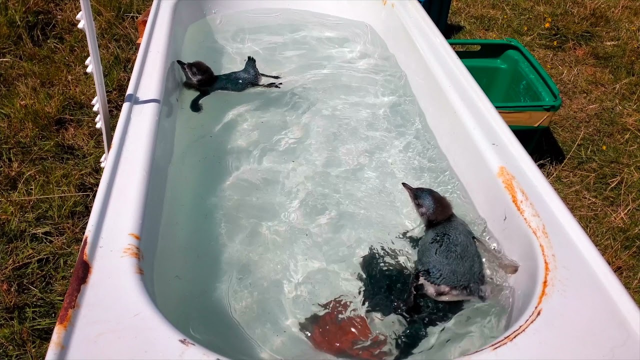 Pohatu penguin rehabilitation