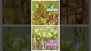 오늘의 꽃,4월의 꽃,만나러가요 #홀아비꽃대#옥녀꽃대