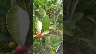 Pokok mata ayam yang saya tanam dalam taman saya #nature