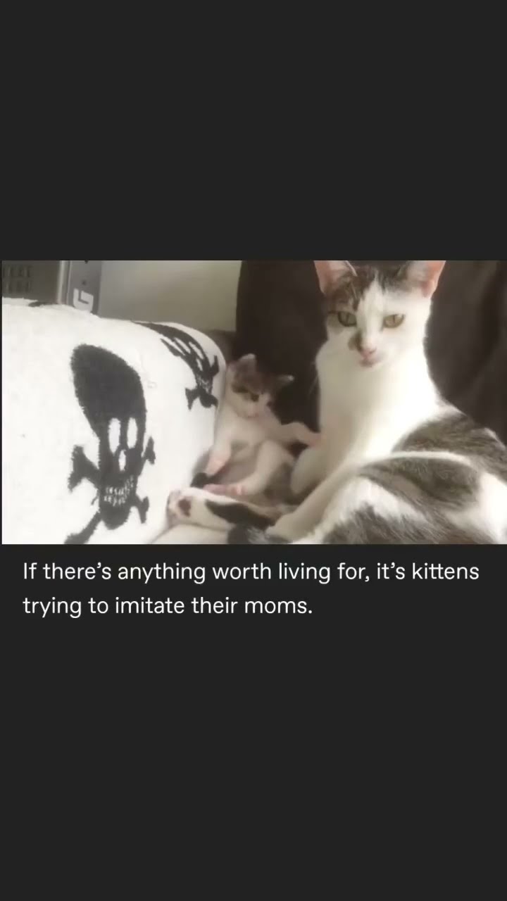 They like Apple Watch in my face I’m a big kittyo