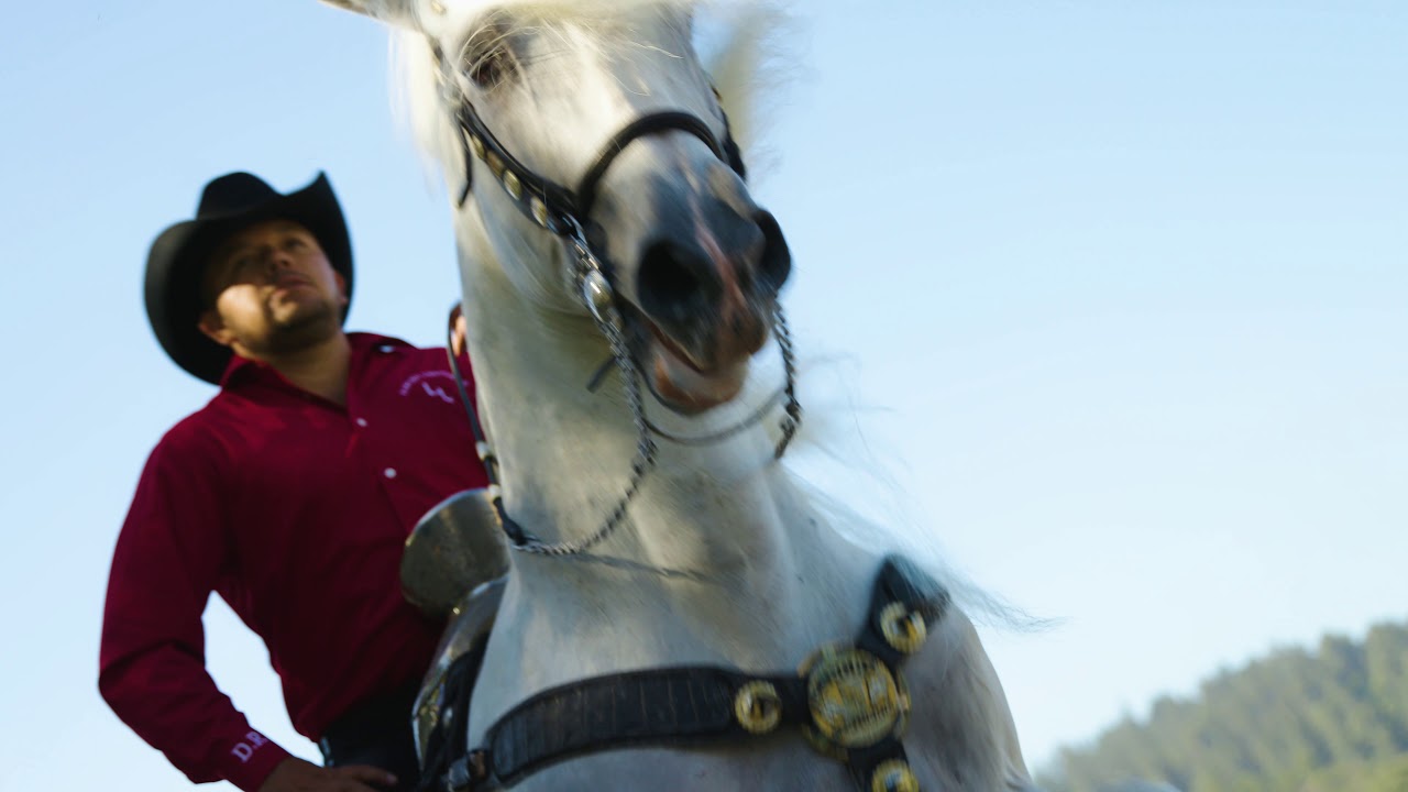 Heard it Through the Grapevine with Centurion the Singing and Dancing ...