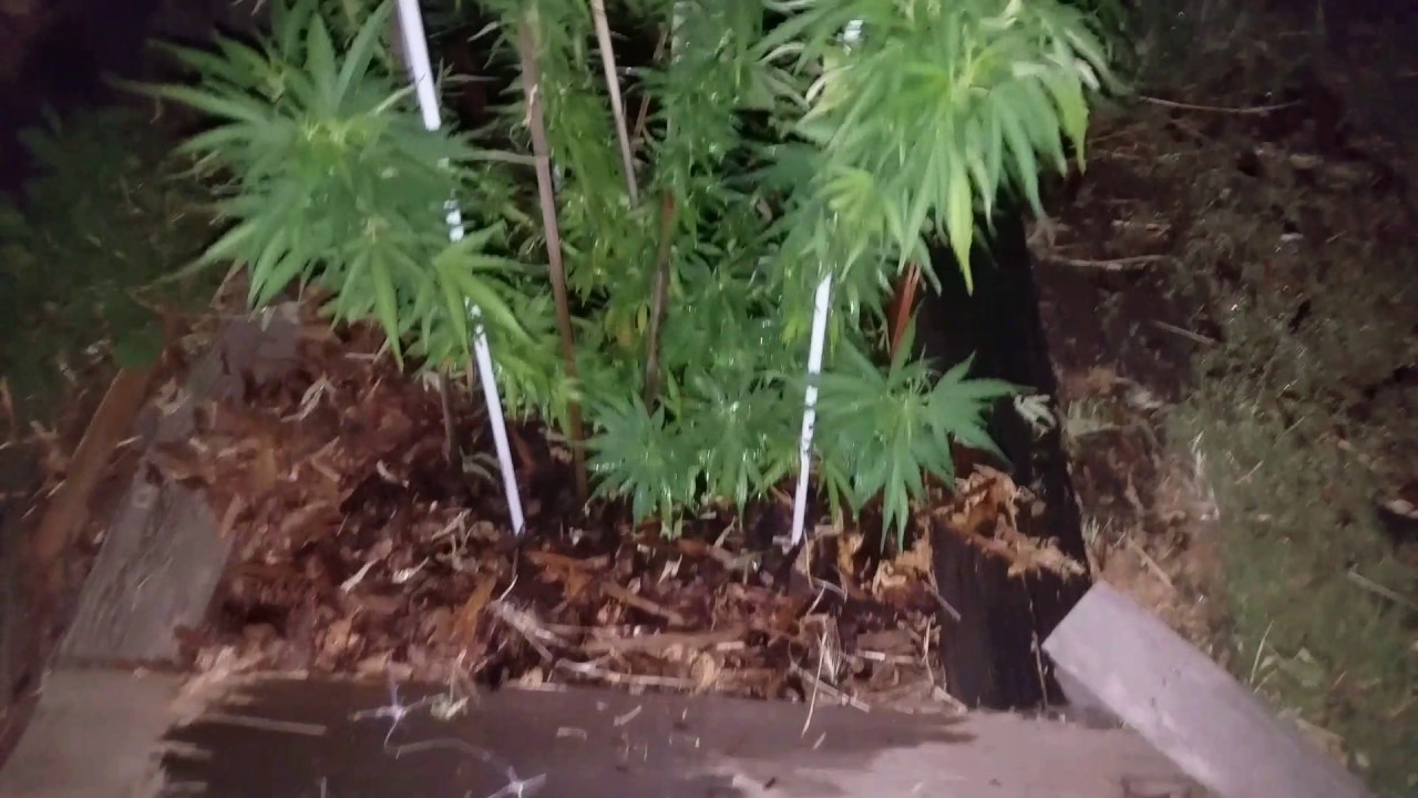 July 27th Veg Garden 