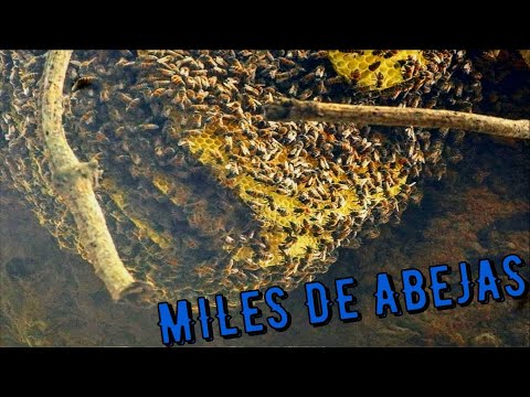 Encontré un ENJAMBRE con miles de abejas y esto me hicieron !