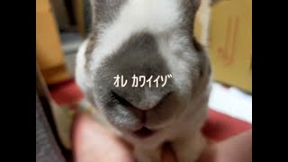 コロコロ大好きなうさぎ　#うさぎ #rabbits #rex  #コロコロ