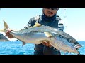 Back in new zealand  landbase kingfish catch and cook