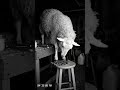 Strange Visitors Caught on Night Cam