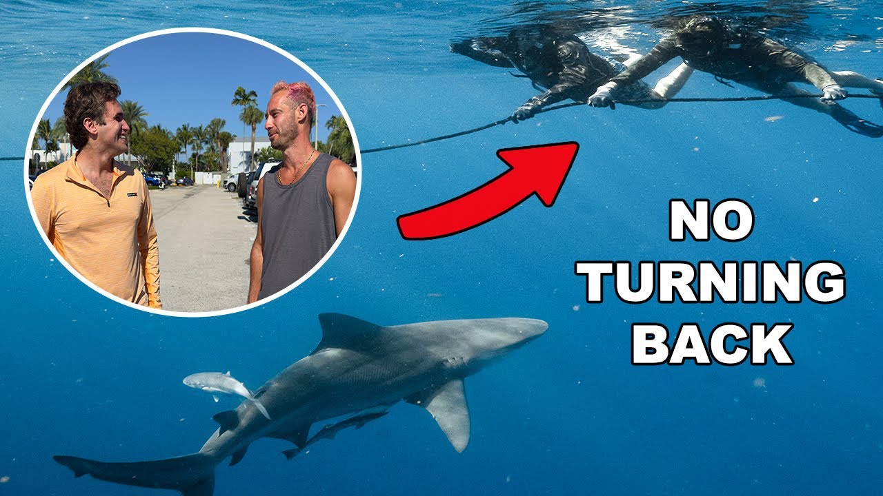 I Convinced A Complete Stranger To Go Shark Diving