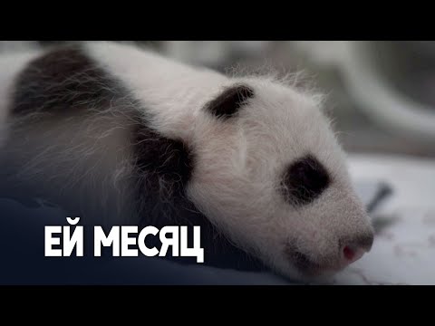 Детёныш панды в Московском зоопарке здоров и быстро растёт‌