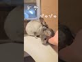チンチラ父さん、赤ちゃんを見た反応は？ #チンチラ #chinchilla