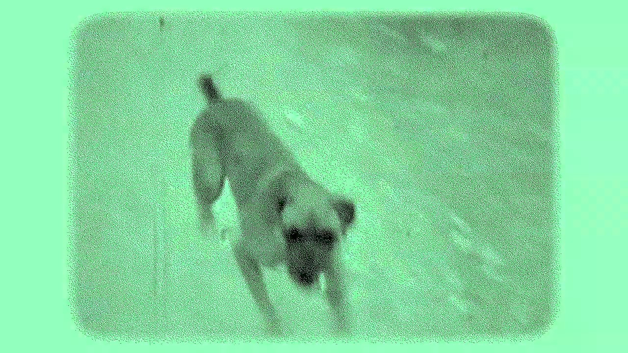 Watch Pauwels - Chien on YouTube Watch Pauwels - Chien on YouTube
