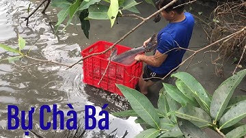 An Dương Vlogs | Tát ao lâu năm bắt toàn cá khủng !