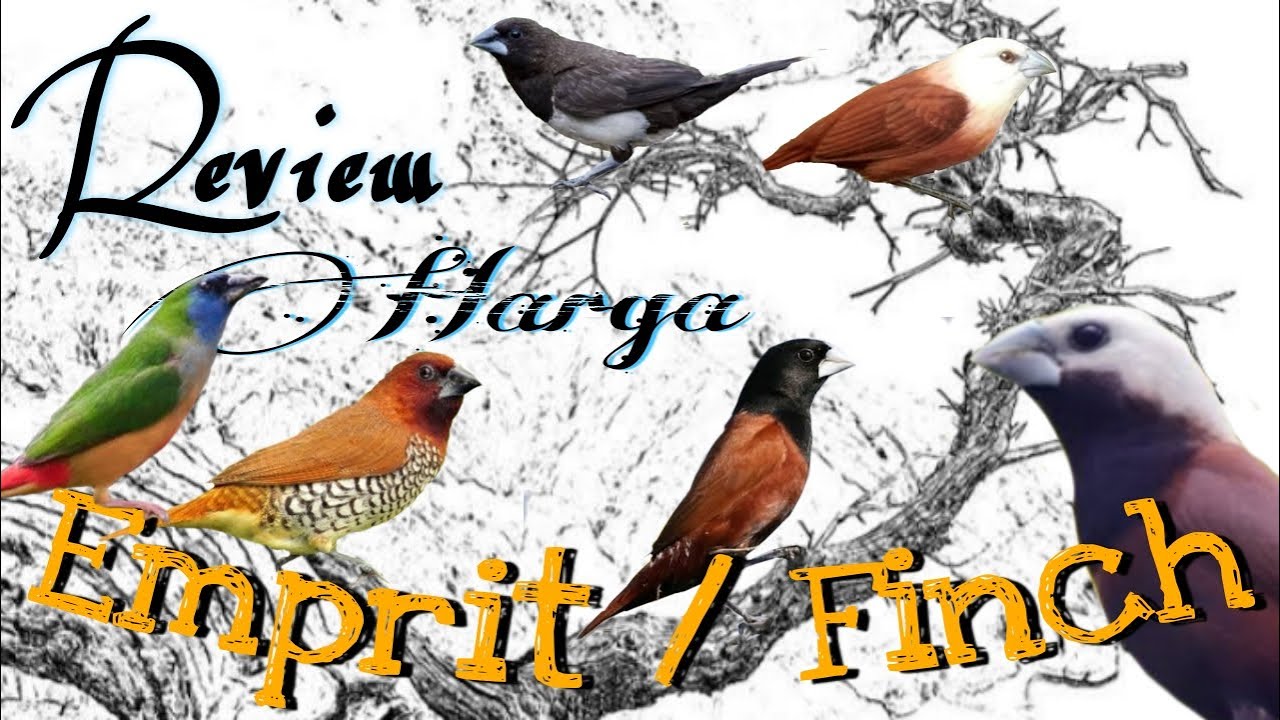 Jenis burung Pipit - Indonesia Finch market