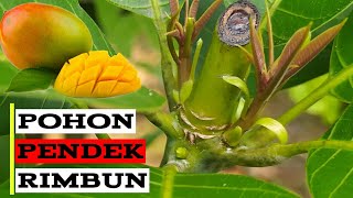 Pruning Pattern  Techniques For Branching Mango Trees