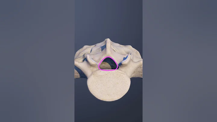 The Cauda Equina at the L5-S1 Spinal Level