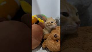 Ginger cats are not just CATS! 🐱🧡