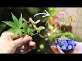 モミジの種まき～湯吞みミニ盆栽作りまで【Bonsai diary 盆栽日記 3/20】初心者の簡単盆栽の作り方 やり方 もみじ Maple sowing seeds EOS R5撮影