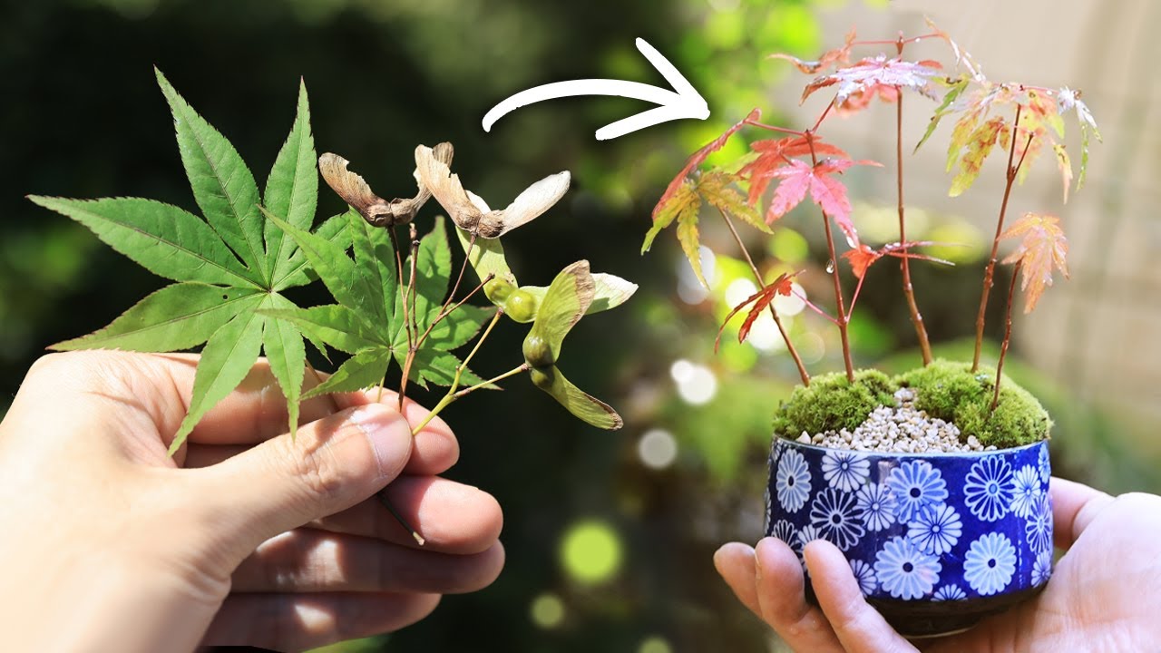 モミジの種まき 湯吞みミニ盆栽作りまで Bonsai Diary 盆栽日記 3 初心者の簡単盆栽の作り方 やり方 もみじ Maple Sowing Seeds Eos R5撮影 Youtube モミジの種まき 湯吞みミニ盆栽作りまで Bonsai Diary 盆栽日記 3 初心者の簡単盆栽の作り方 やり方 もみじ Maple Sowing Seeds Eos R5撮影 Youtube