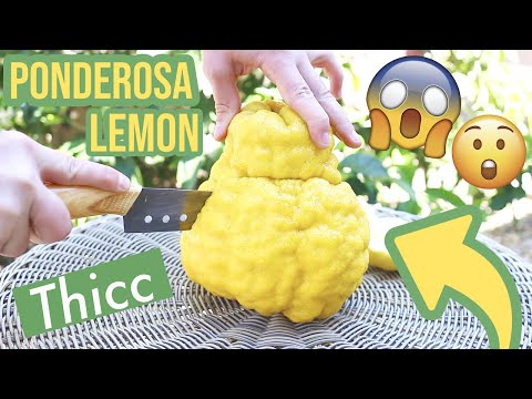 Video: Ponderosa Lemon Tree Care - Information om Dværg Ponderosa Citrontræer
