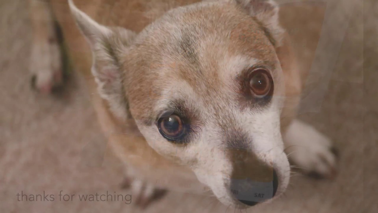 Vetmedin and eating.